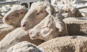 Stubbles an important forage