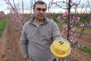 Fruit fly control’s the duty of us all