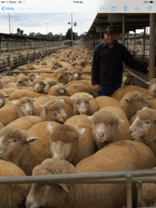 Local punter rides buoyant lamb market