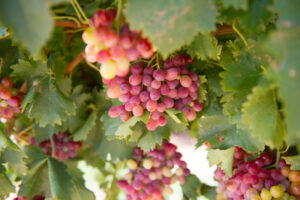 Hefty fine for grape exporter