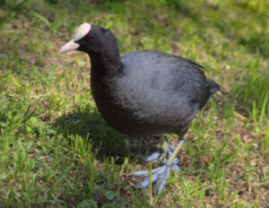 Approach to coots is callous