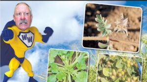 Weed Warrior issues a call to arms