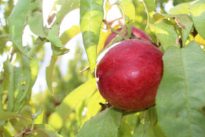 Growers to contribute to fruit fly fight