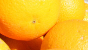 Concern over fruit fly management