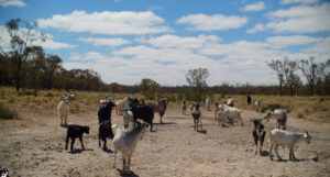 Feral goat cull an essential part of park management