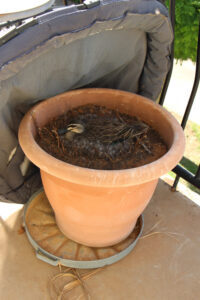 Duck eggs ready to hatch