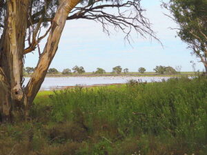 Senator labels big buyback a ‘con job’