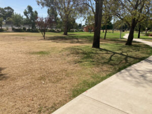 Park worse for wear after irrigation issues