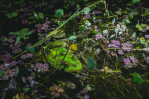 It’s no croak, frogs have their own day