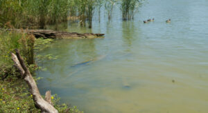 Algal outbreak on Wakool River