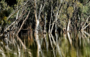 Balranald river peak on the way