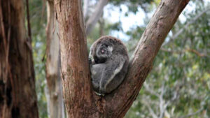 Making our koalas count