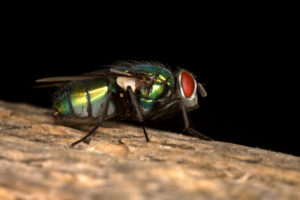 Managing flystrike in sheep