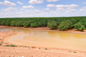 Perfect weather is best hope for almond crop