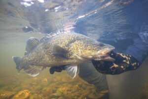 Fishermen prepare to cast their eyes over Murray cod