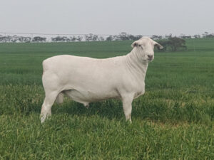 Unique breed rising in popularity