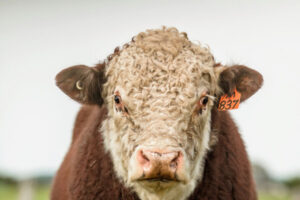 Further price reductions for electronic cattle ear tags