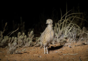 Mallee conservation projects funded