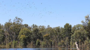 Rare plants back in Reed Bed Swamp