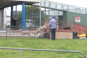 Working dogs put through their paces