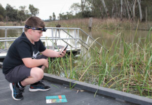 Frogs gather in wetlands