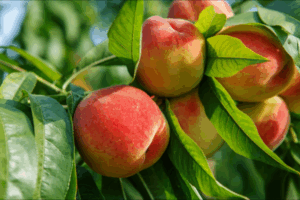 Stonefruit growers opt for research