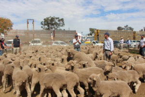 Vaccine needed to attend saleyards