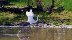 Water boost for Yanga