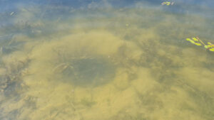 Moulamein Notes with China Gibson December 24