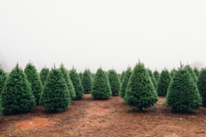 Trees raise Christmas spirit