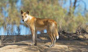 Vic Coalition oppose plan to release dingoes