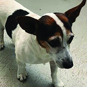 Pooches seek paw-fect pals