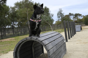 Park additions make for happy hounds