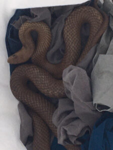 Snakes soak in the sun