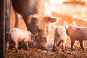 Fines back pig feed bans