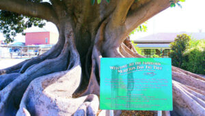 Fig mystery: who planted the Burke and Wills tree?