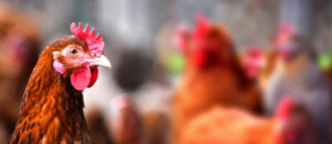 Saluting sentinel chickens