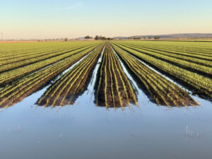 SunRice forced to import after low production