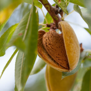 Cracking start to almond harvest