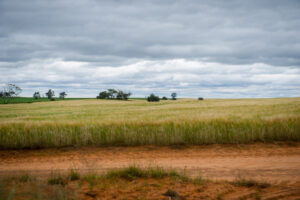 On track for near-record harvest