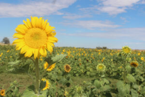 Smiles are shining at Sunflower Farm
