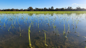 Moulamein community effort keeps flood at bay
