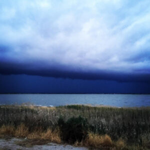 Rain brings brown rot concerns and harvest delay