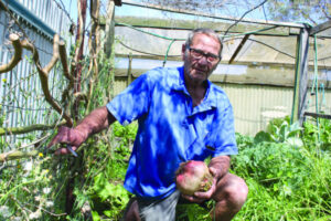 A big beet unearthed in Swan Hill garden