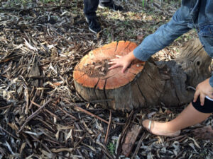 ‘Save our forest’