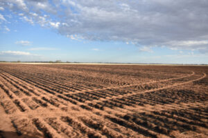 Header, crop destroyed in Ultima fire