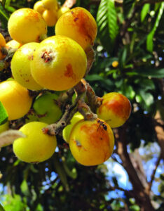 National approach to fruit fly