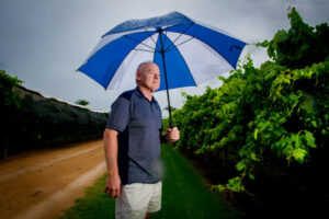 Table grapes recover