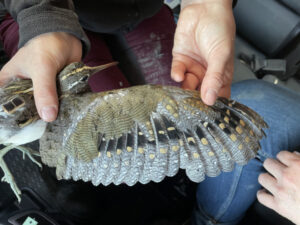 Tracking breakthrough reveals habits of a rare bird