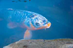 Fight against Murray River pest